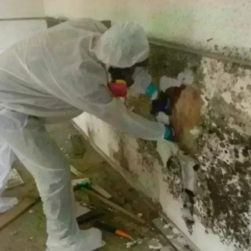 Mold Remediation and Removal in Derby, CT